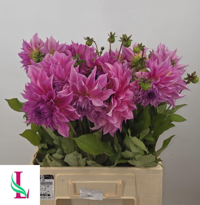 <h4>DAHL CAFE LAIT ROSE</h4>