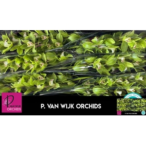 CYMB T GREEN GIANT