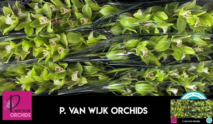 <h4>CYMB T GREEN GIANT</h4>