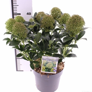 Skimmia jap. 'Fragrant Cloud'