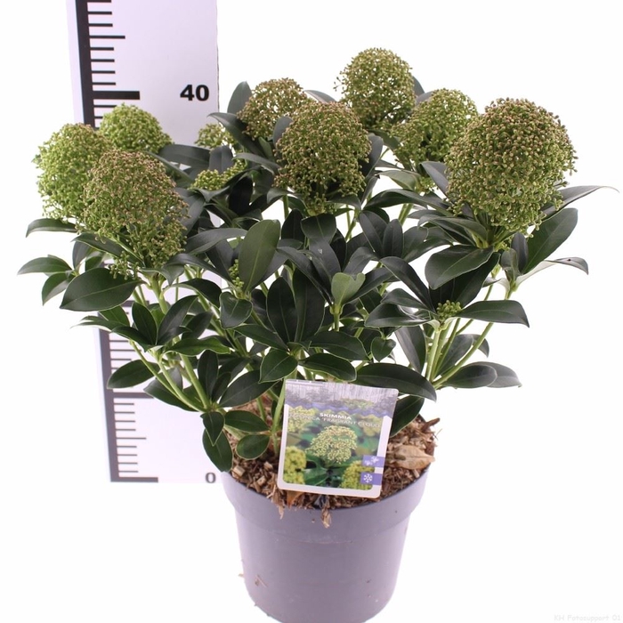 <h4>Skimmia jap. 'Fragrant Cloud'</h4>