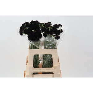 Scab Blackberry Scoop