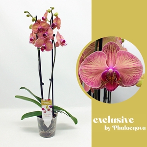 Helena 2-tak 70cm (RIJP)