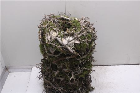 <h4>Krans Bonzai Bark</h4>