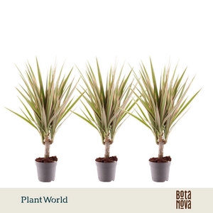 Dracaena Bicolor