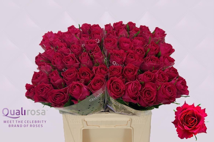 R Gr Mix Madam Cerise