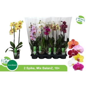 PHAL GEM