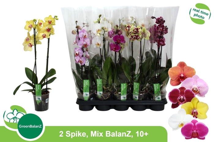 <h4>PHAL GEM</h4>