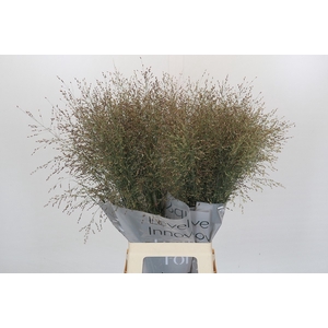 Panicum Heavy Metall