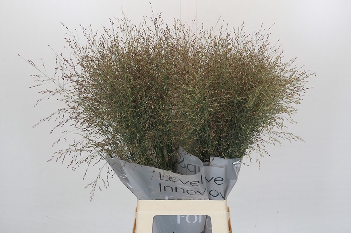 <h4>Panicum Heavy Metall</h4>