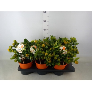 Citrofortunella mic.