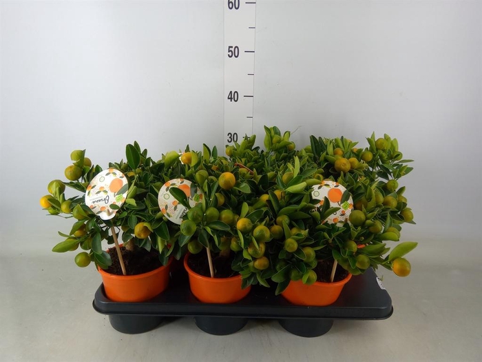 <h4>Citrofortunella mic.</h4>