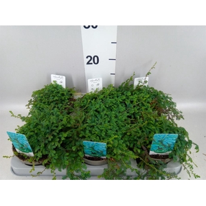 Selaginella uncinata 'Peacock'