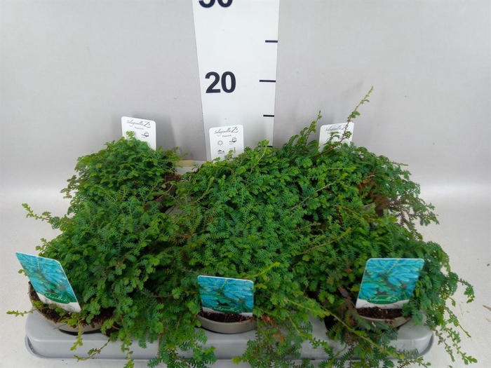<h4>Selaginella uncinata 'Peacock'</h4>