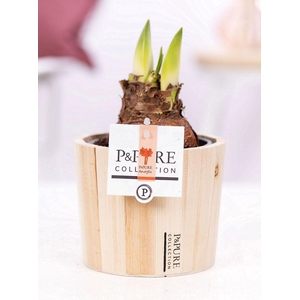 Hippeastrum red in P&PURE Wood 5