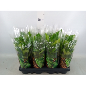 Coffea arabica