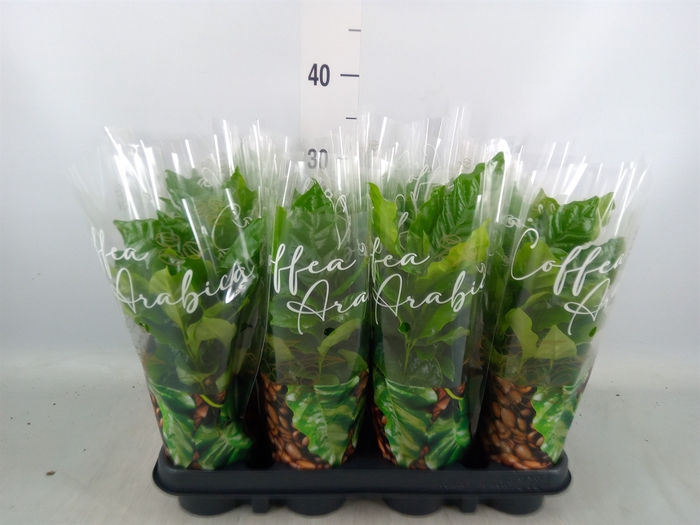 <h4>Coffea arabica</h4>