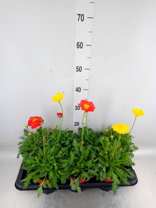 <h4>Papaver nudic. 'Gartenzwerg'</h4>