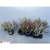 Callu Bl Gem Pt 3kl