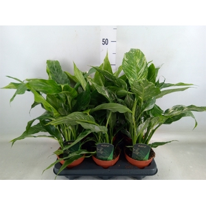 Spathiphyllum  'Diamond'