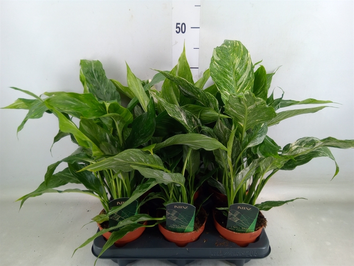 <h4>Spathiphyllum  'Diamond'</h4>