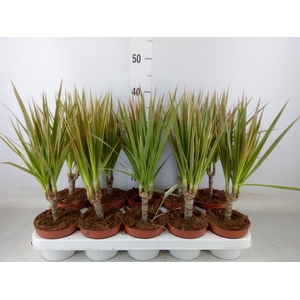 Dracaena marg. 'Bicolor'