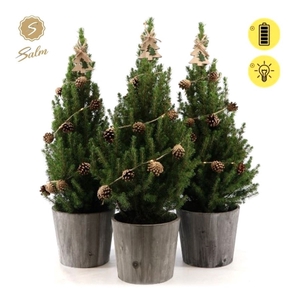 Picea gl. 'December'® P19 in Wood + Pine-Cone Light + Tree on Loop