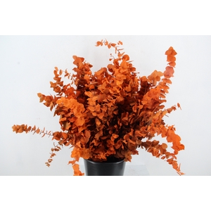 PF EUC STUART ORANGE BS 150GR