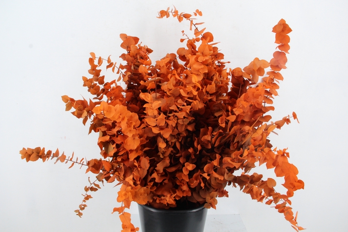 <h4>PF EUC STUART ORANGE BS 150GR</h4>