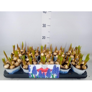 Muscari  'Big Smile'
