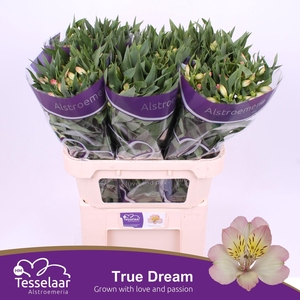 Alstroemeria True Dream