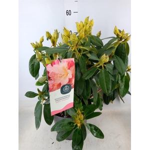 Rhododendron yak. 'Percy Wiseman'