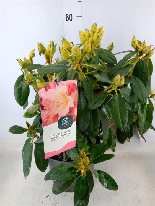 <h4>Rhododendron yak. 'Percy Wiseman'</h4>