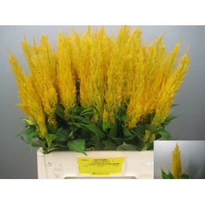 Celosia arg. PL 'Century Geel'