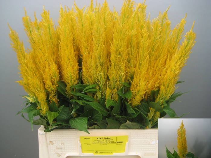 <h4>Celosia arg. PL 'Century Geel'</h4>