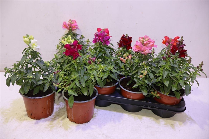 <h4>arr8 Antirr Ma Gem</h4>