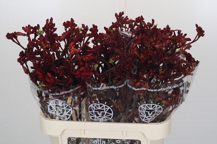 <h4>Anigozanthos Early Spring</h4>