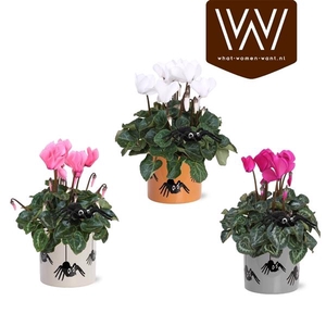 Cyclamen persicum midi Super Serie Allure