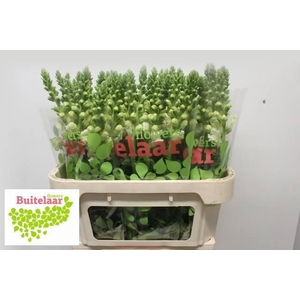 ANTIR POTO EARL WHIT