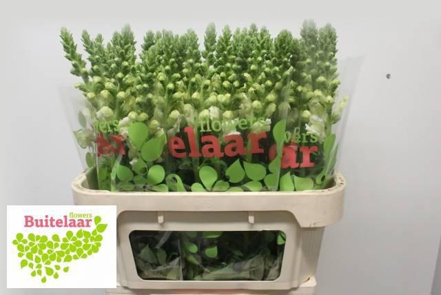 <h4>ANTIR POTO EARL WHIT</h4>