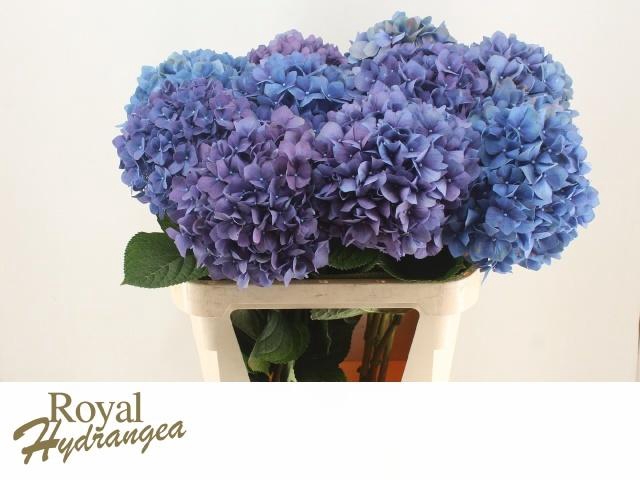 <h4>HYDR M CH PIMPERNEL</h4>