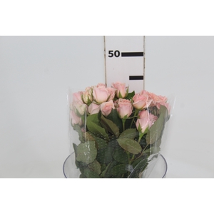 ROSA SPRAY STAR BLUSH 040 CM