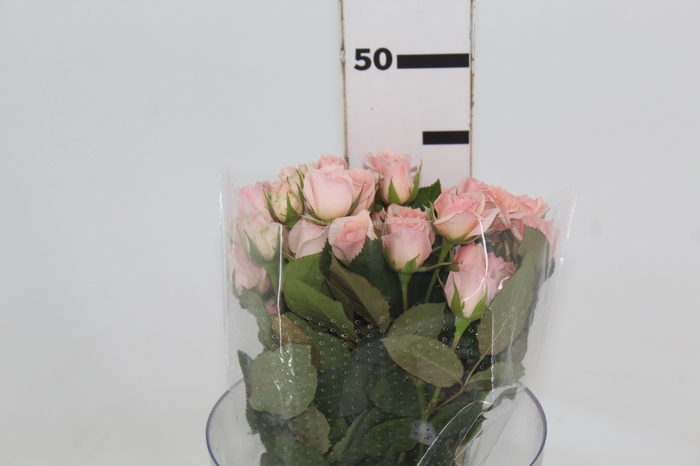 <h4>ROSA SPRAY STAR BLUSH 040 CM</h4>