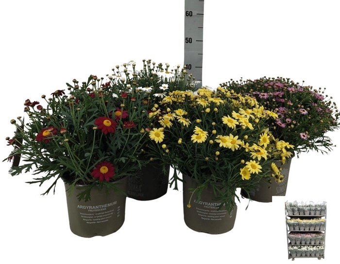 <h4>ARG MOLIMBA MIXK</h4>