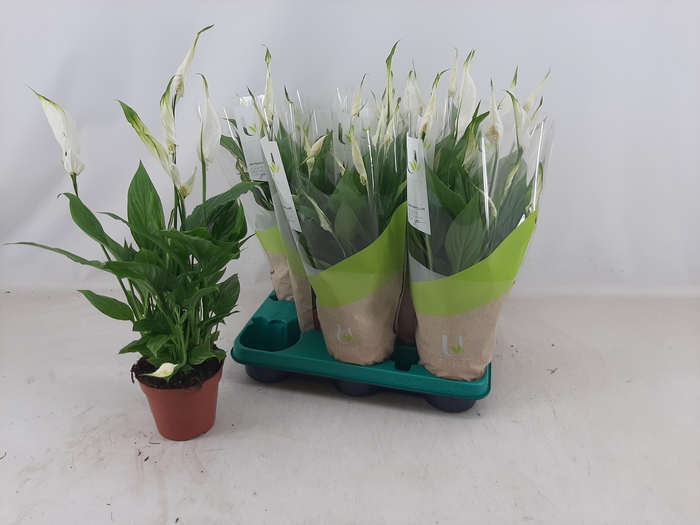 <h4>SPATH TORELLI</h4>