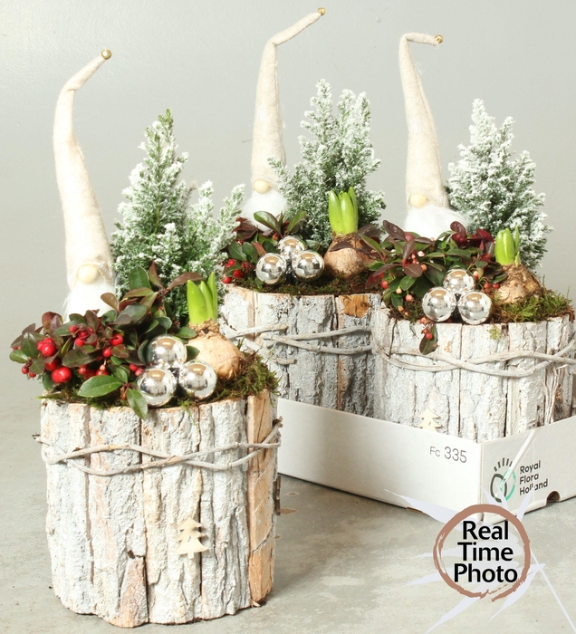 <h4>Arr Tuinplanten</h4>