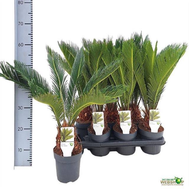 <h4>CYCAS REVOLUTA</h4>