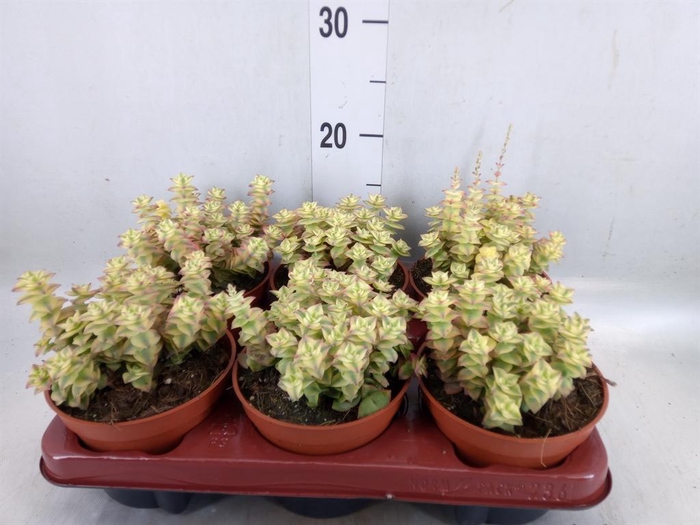 <h4>Crassula perforata</h4>