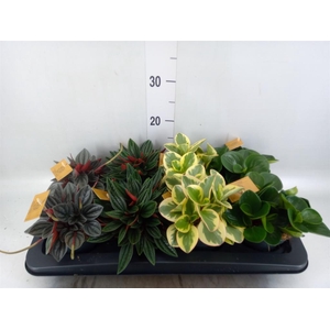Peperomia   ...mix