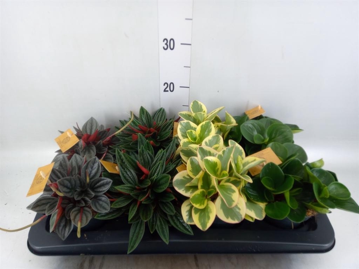 <h4>Peperomia ...mix</h4>